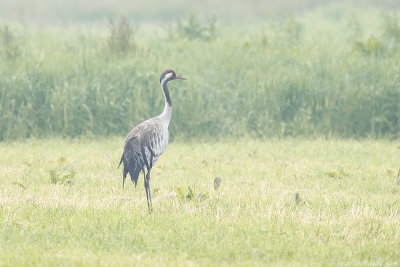 kraanvogel - common crane