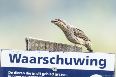 draaihals - eurasian wryneck