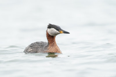 roodhalsfuut - red-necked greber