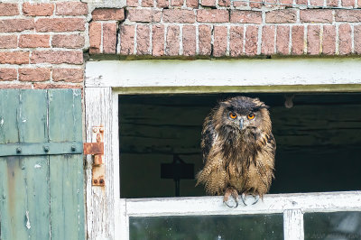 oehoe - eagle owl