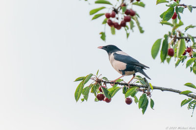 roze spreeuw - rose starling