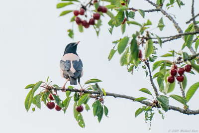 roze spreeuw - rosy starling
