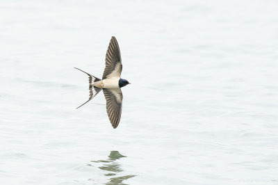 boerenzwaluw - Barnswallow