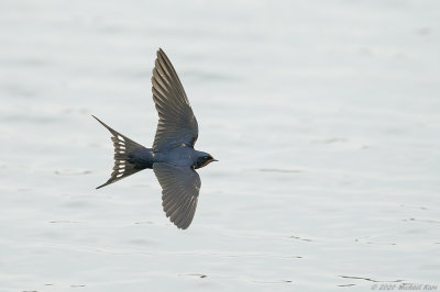 boerenzwaluw - Barnswallow