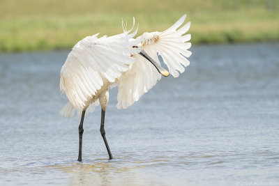 lepelaar - spoonbill