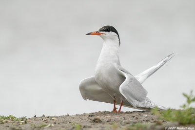 Visdief - common tern