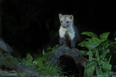 steenmarter - beech marten
