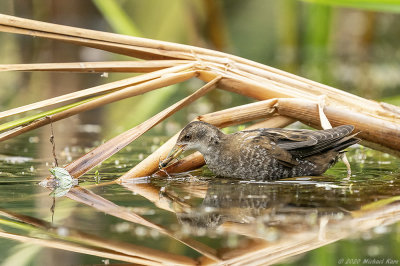 klein waterhoen - little crake