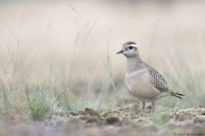 morinelplevier - eurasian dotterel