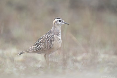 morinelplevier - eurasian dotterel