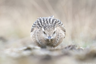 morinelplevier - eurasian dotterel