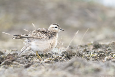 morinelplevier - eurasian dotterel