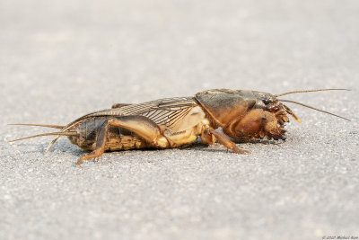 veenmol - mole cricket