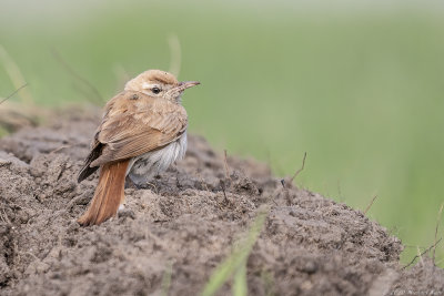 westelijke rosse waaierstaart - rufous-tailed scrub robin