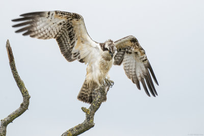 visarend - osprey