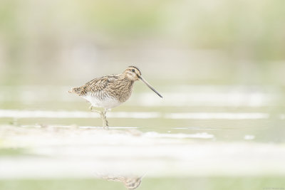 watersnip - common snipe