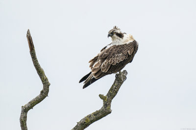 visarend - osprey