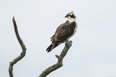 visarend - osprey