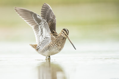 watersnip - common snipe