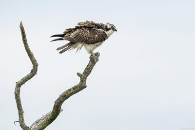 visarend - osprey