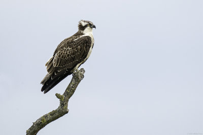 visarend - osprey