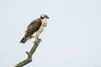 visarend - osprey