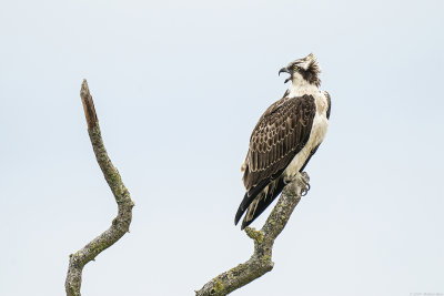visarend - osprey