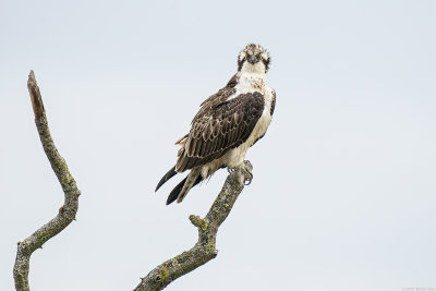 visarend - osprey