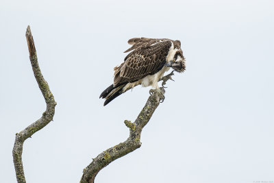 visarend - osprey