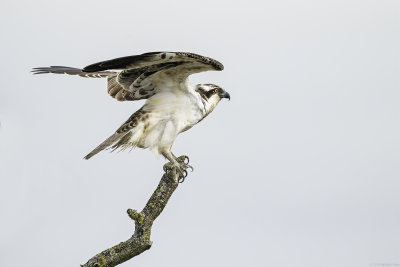 visarend - osprey