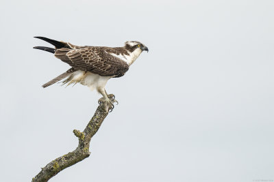 visarend - osprey