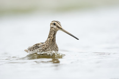 watersnip - common snipe
