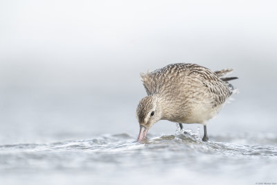 rosse grutto - bar-tailed godwit