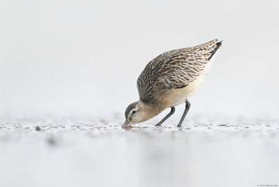 rosse grutto - bar-tailed godwit