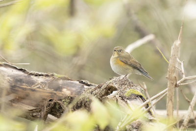 blauwstaart - red-flanked bluetail