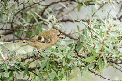 goudhaan - goldcrest