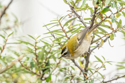 vuurgoudhaan - firecrest