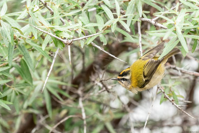 vuurgoudhaan - firecrest