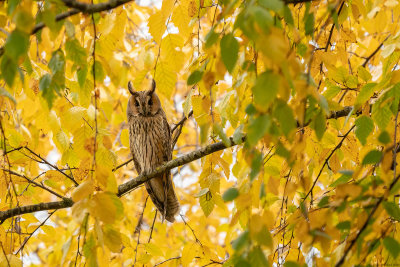 ransuil - long-eared owl