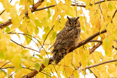 ransuil - long-eared owl