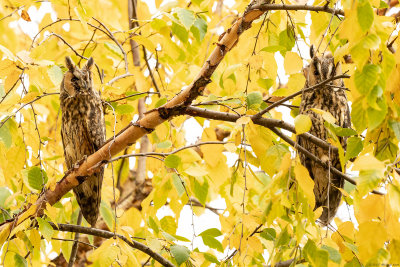 ransuil - long-eared owl