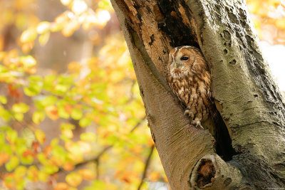 bosuil - tawny owl
