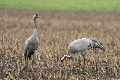 kraanvogel - common crane