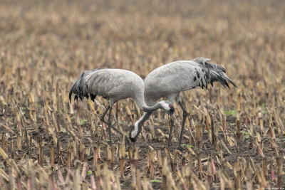 kraanvogel - common crane