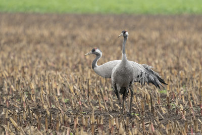 kraanvogel - common crane