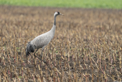 kraanvogel - common crane