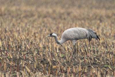 kraanvogel - common crane