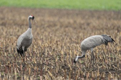 kraanvogel - common crane