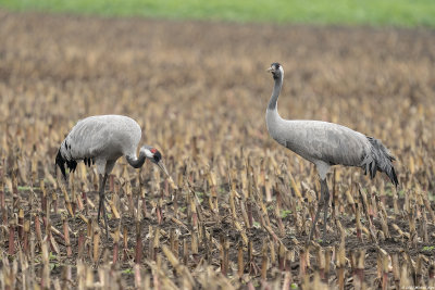 kraanvogel - common crane