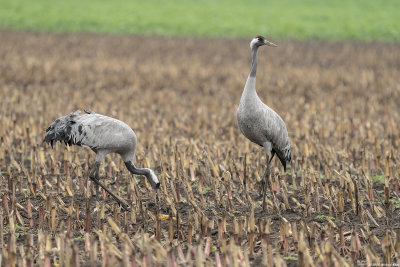 kraanvogel - common crane